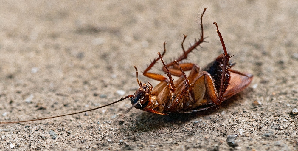 Cockroach Pest Control: Discover Doable Strategies to Protect Your Home From These Invasive Pests