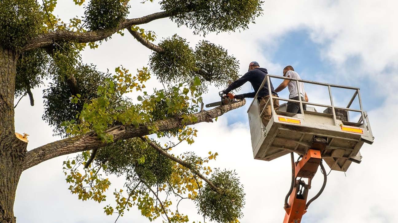 Tree Service Business: 6 Effective Marketing Tips